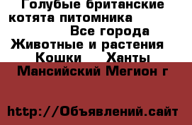 Голубые британские котята питомника Silvery Snow. - Все города Животные и растения » Кошки   . Ханты-Мансийский,Мегион г.